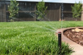 Chemical-Free Lawn Care: Tips for a Lush, Eco-Friendly Yard